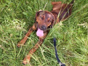 Rocky taking a break on a hot day
