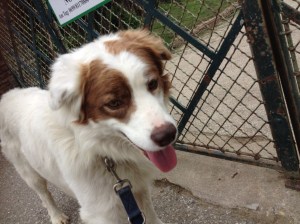 The gorgeous but highly strung Danico