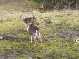 Checking out the local fauna.