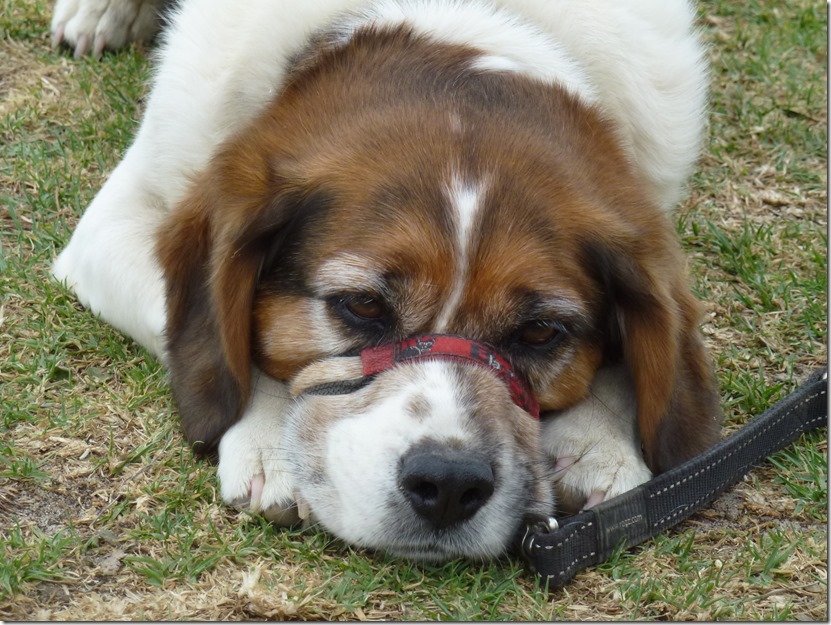 homesick like Captain