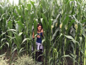 Corn... but only for the animals