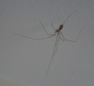Daddy longlegs spider