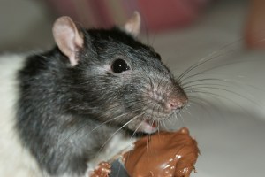 Rat