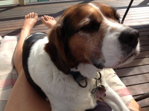 lookforward_dog_captain