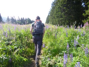 Trekking through the late-summer flowers