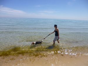 Dog walk Australia beach