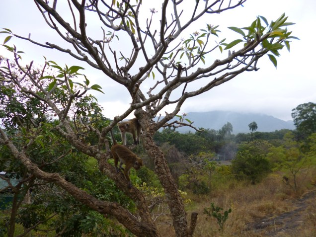 monkeys sri lanka