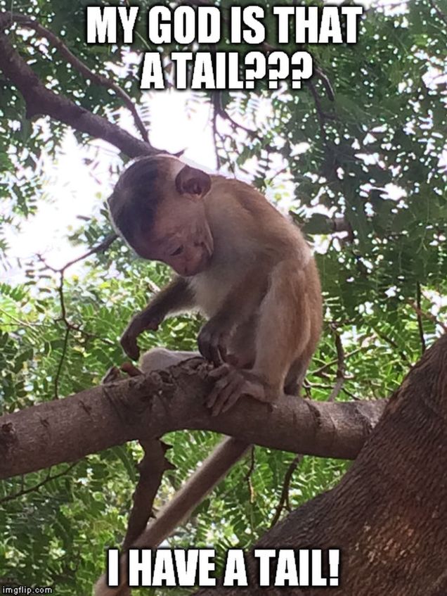 monkey memes - tail