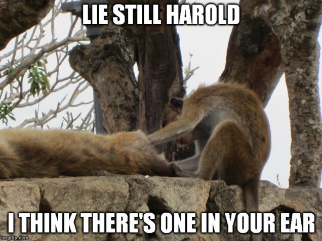 monkey meme - lie still harold