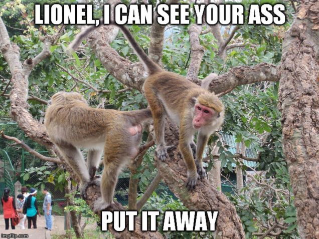 monkey meme - see your ass
