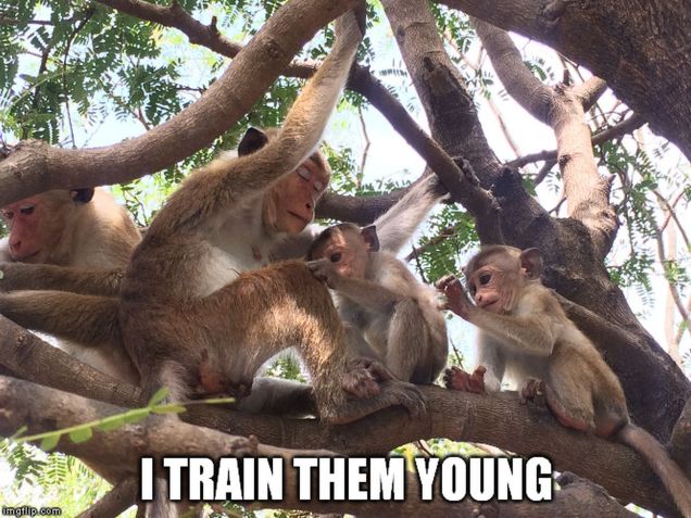 monkey meme - train young