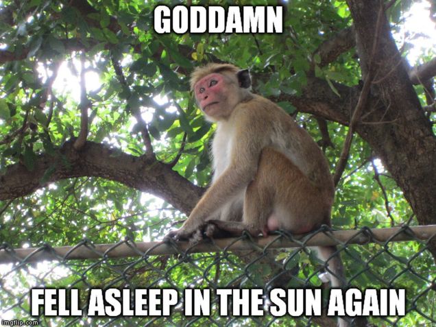 Monkey Meme Asleep in sun