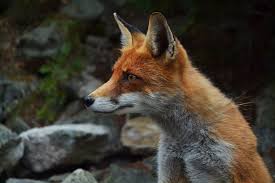 fox fuchs