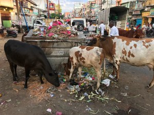 southern india cows