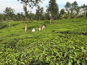 India tea plantations