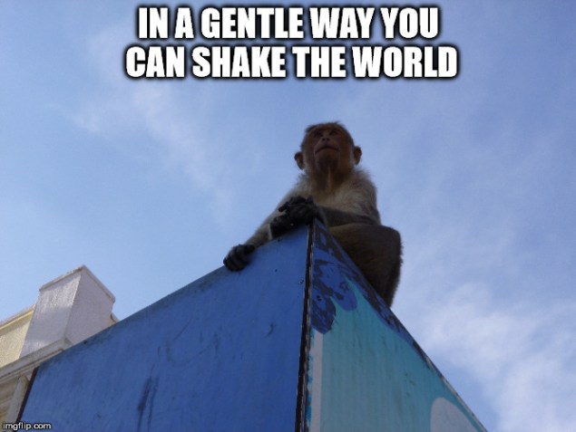 Monkey meme