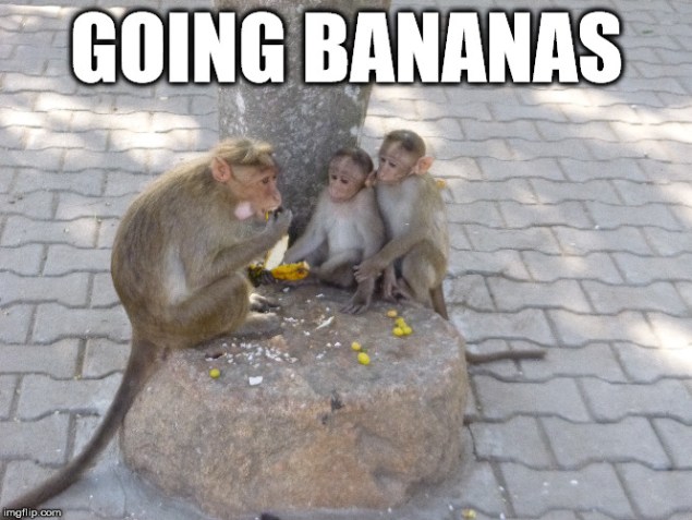 Monkey meme