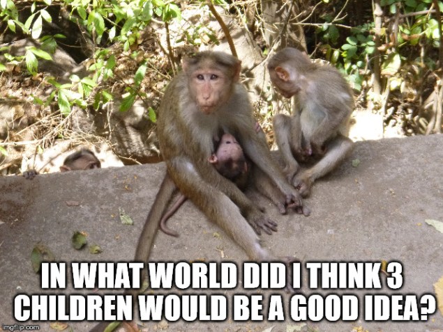 Monkey meme