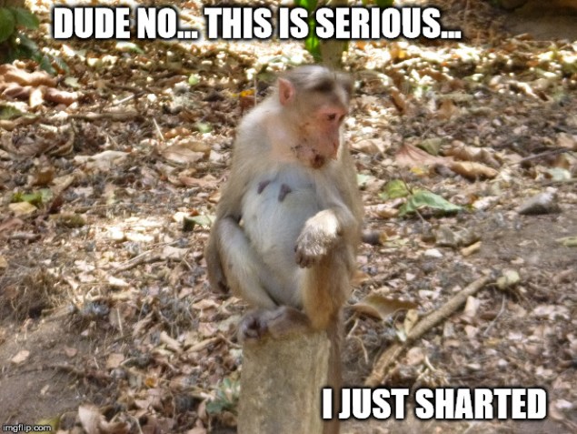 Monkey meme