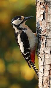 Woodpecker