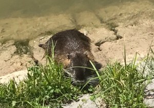 Ljubljana otter