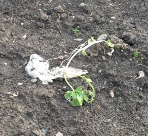 Gardening vegetables dead pumpkin