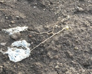 Gardening vegetables dead pumpkin