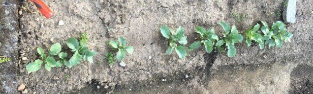 Gardening vegetables radishes