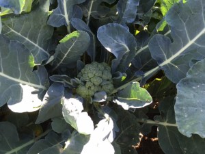 gardening brocolli