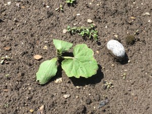 gardening pumpkin