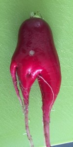 gardening radish