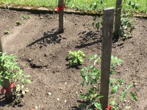 gardening tomatoes