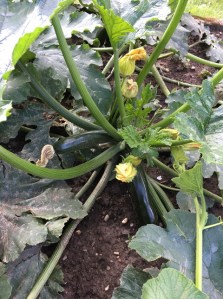 gardening zucchinis