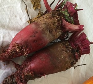 gardening beetroot