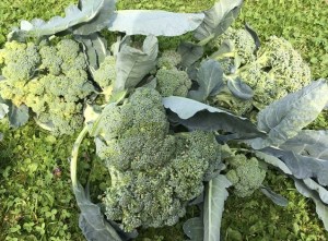 gardening brocolli