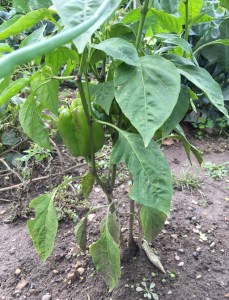 gardening capsicum