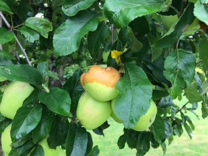 hornet rotting apples