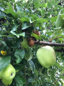 hornet rotting apples
