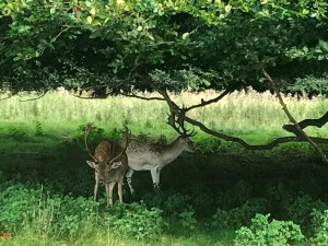 Midlands - deer