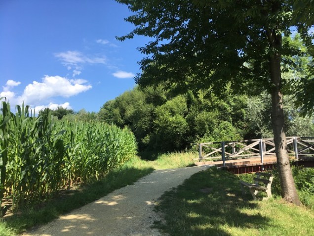 growing corn austria