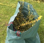 garden austria pruning