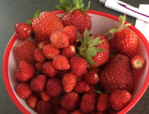 garden austria strawberries