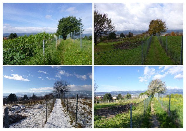 Four seasons summer winter autumn spring