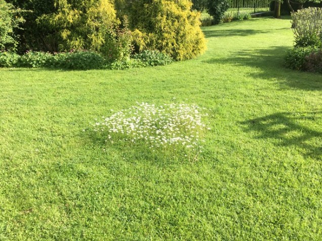 mowing around the flowers
