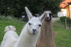 hiking with llamas
