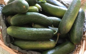 garden cucumbers