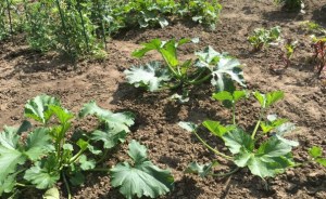 garden_zucchinis