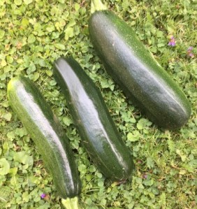 garden_zucchinis