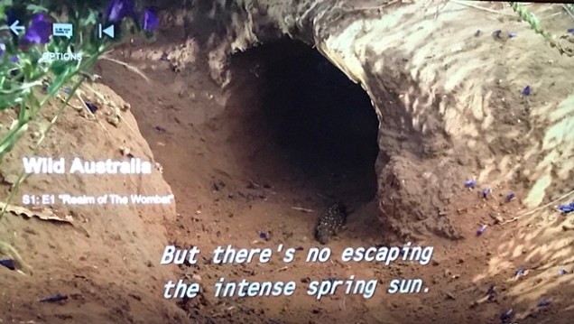 netflix wild australia