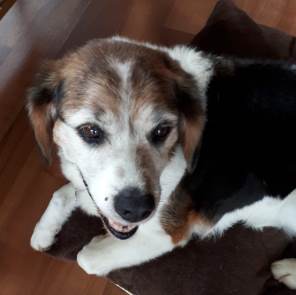 Australia beagle captain